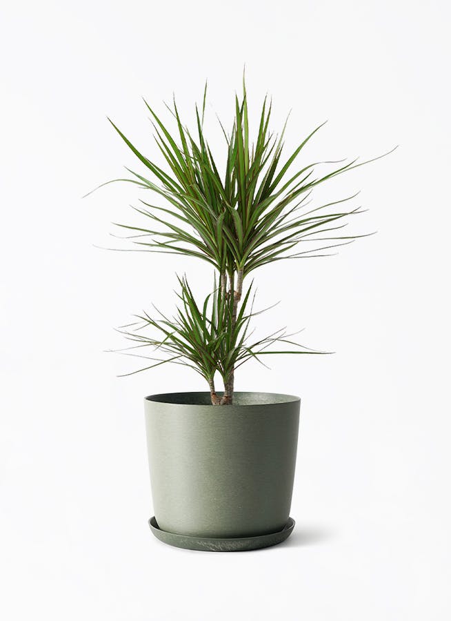 観葉植物 ドラセナ コンシンナ コンシンネ ２種植え ８号鉢 送料無料】【観葉植物】ドラセナ コンシンネ 8寸鉢 | 橋本種苗園