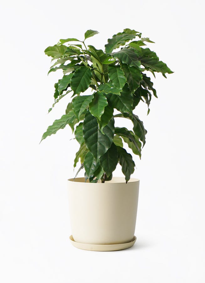 中型の観葉植物 | 通販専門店 HitoHana（ひとはな）