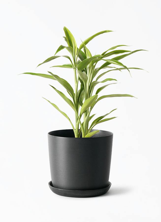 観葉植物 ユッカ 4号 ノーマル エステリ ブラック 付き | 観葉植物なら