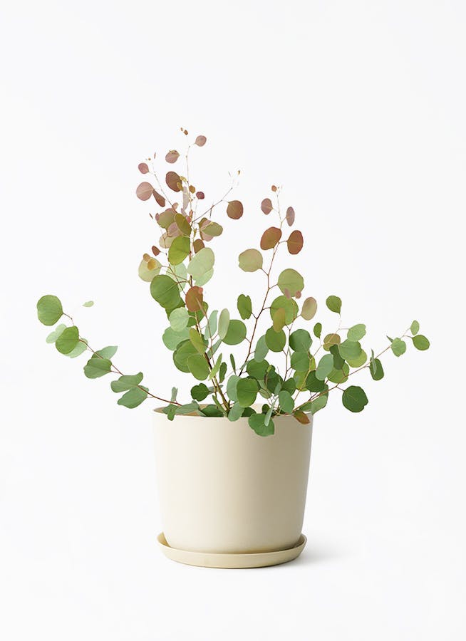 観葉植物 フィカス アムステルダムキング 6号 曲り エステリ ベージュ