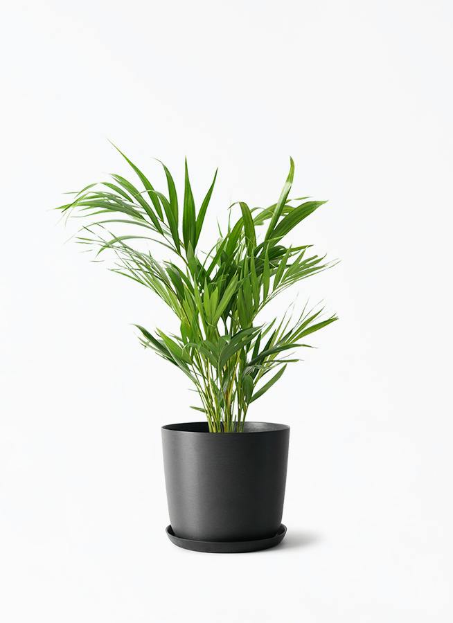 アレカヤシ | 観葉植物の通販ならHitoHana（ひとはな）