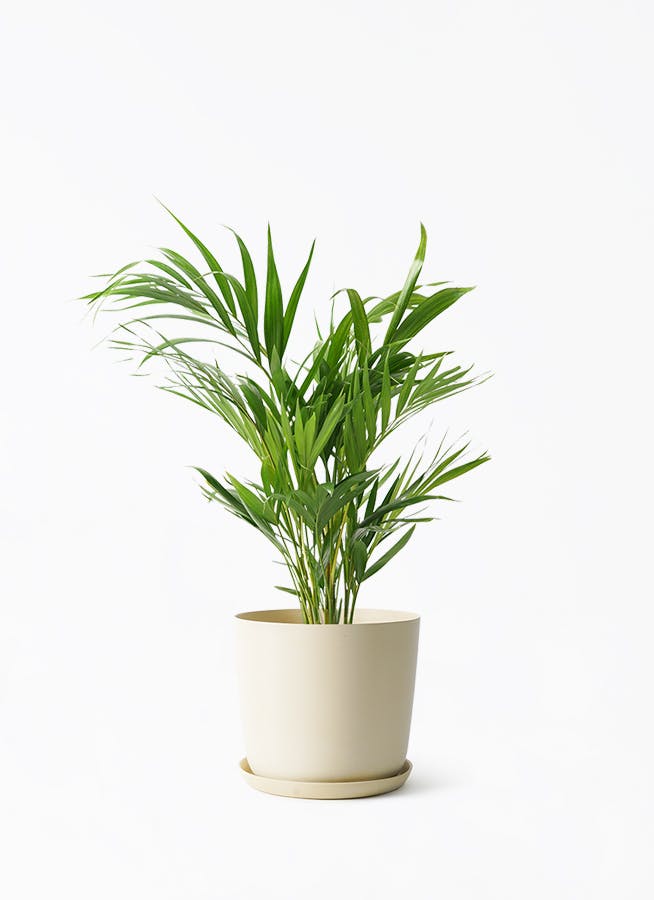 中型の観葉植物 | 通販専門店 HitoHana（ひとはな）