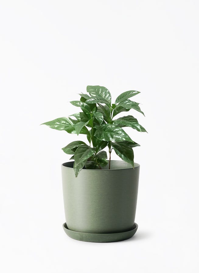 4号サイズの観葉植物 | 通販専門店 HitoHana（ひとはな）