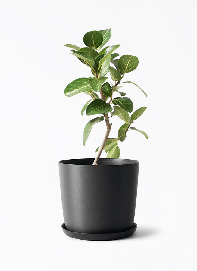 フィカス　ベンガレンシス　6 観葉植物 フィカス ベンガレンシス 6号 ストレート エステリ ブラック