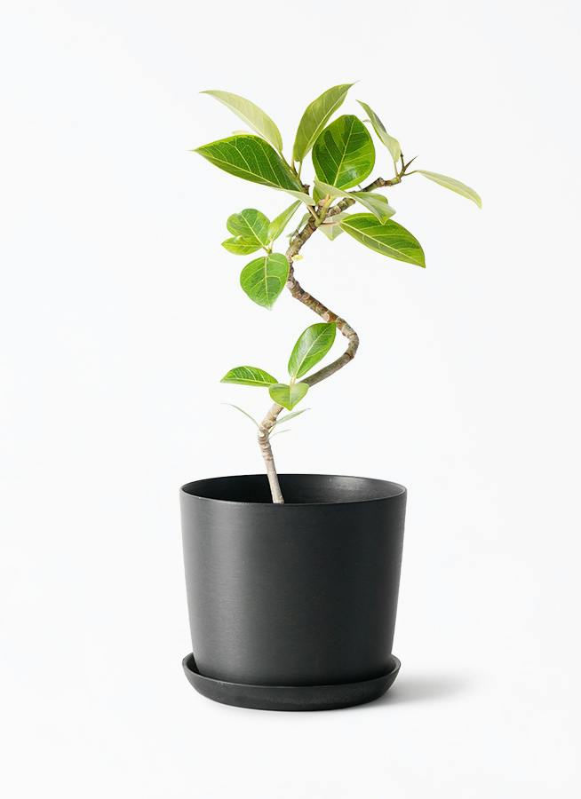 観葉植物 ユッカ 4号 ノーマル エステリ ブラック 付き | 観葉植物なら