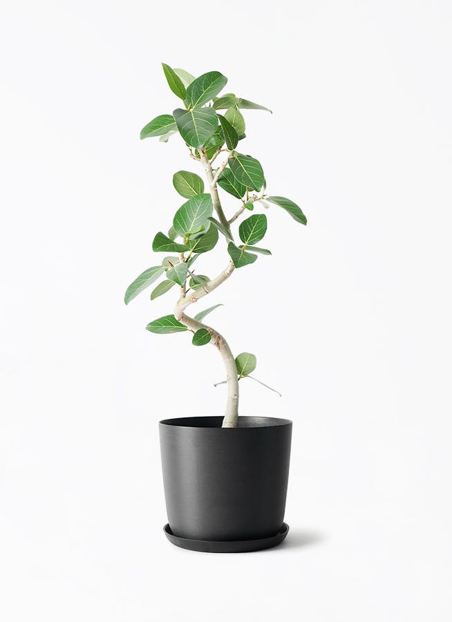 中型の観葉植物 | 通販専門店 HitoHana（ひとはな）