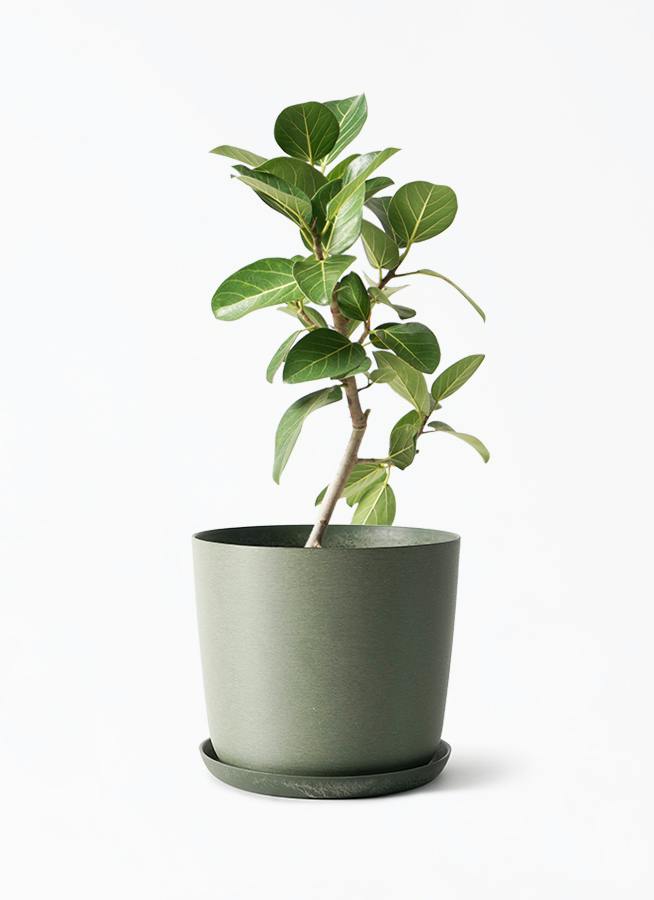 観葉植物 フィカス ベンガレンシス 6号 ストレート エステリ グリーン