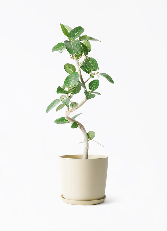 観葉植物 フィカス ベンガレンシス 6号 曲り エステリ ベージュ 付き