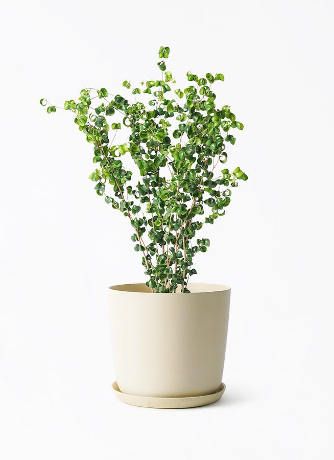 観葉植物 フィカス アムステルダムキング 6号 曲り エステリ ベージュ