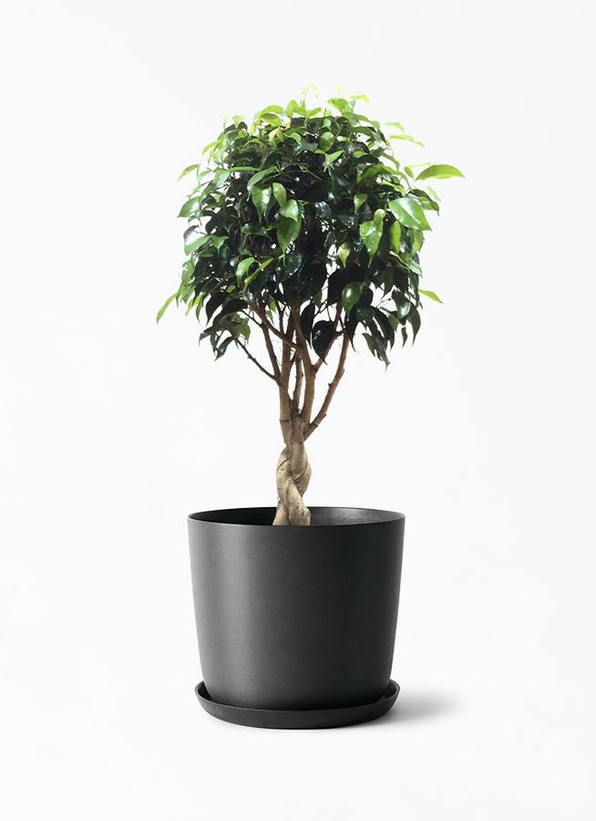 観葉植物フィカス ナナ 6号 エステリ ブラック 付き | 観葉植物なら