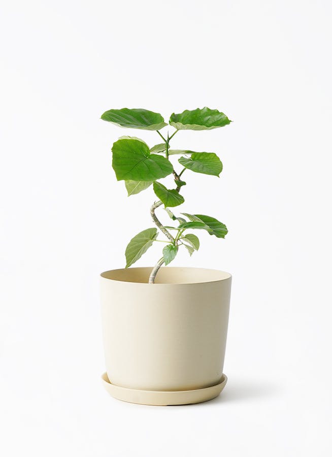 観葉植物 フィカス ウンベラータ 4号 曲り エステリ ベージュ 付き