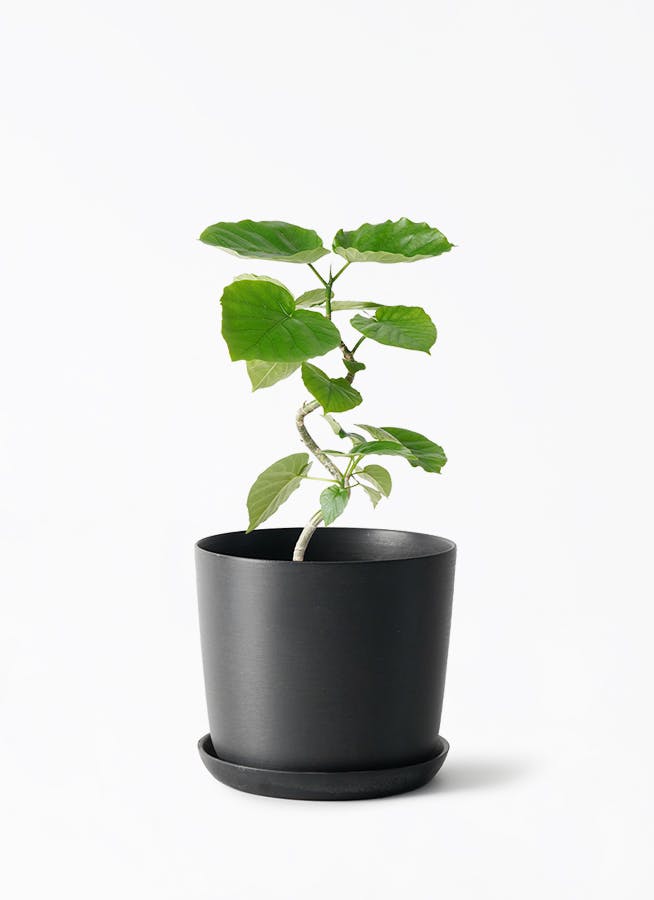 4号サイズの観葉植物 | 通販専門店 HitoHana（ひとはな）