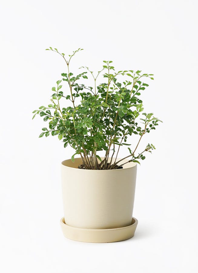 楽天市場】ミニ観葉（ミニ観葉植物セット）2.5号 1ケース（お得