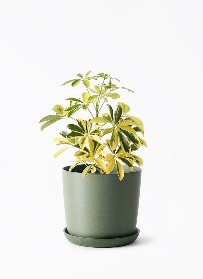 観葉植物 カポック（シェフレラ） 4号 斑入り エステリ グリーン 付き