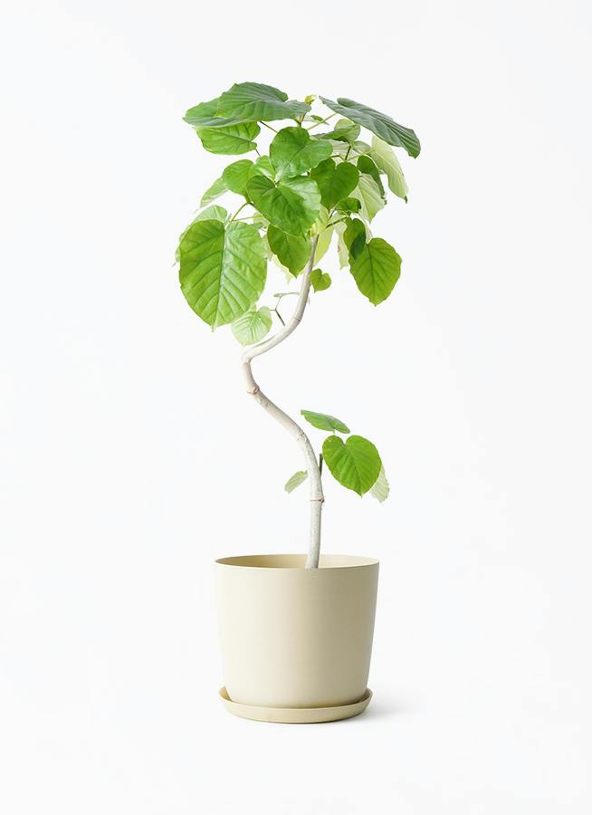 観葉植物 フィカス ウンベラータ 6号 曲り エステリ ベージュ 付き