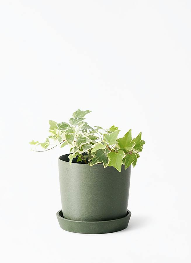 観葉植物 アイビー（ヘデラ） 3号 白斑入り エステリ グリーン 付き