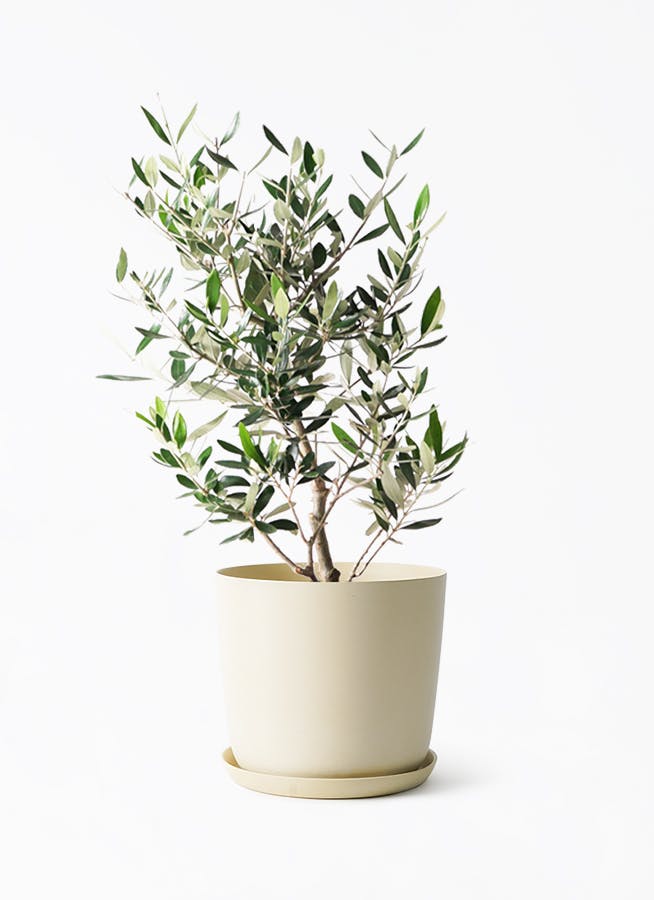 観葉植物 フィカス アムステルダムキング 6号 曲り エステリ ベージュ