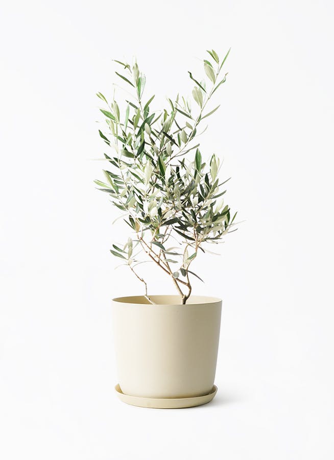 中型の観葉植物 | 通販専門店 HitoHana（ひとはな）