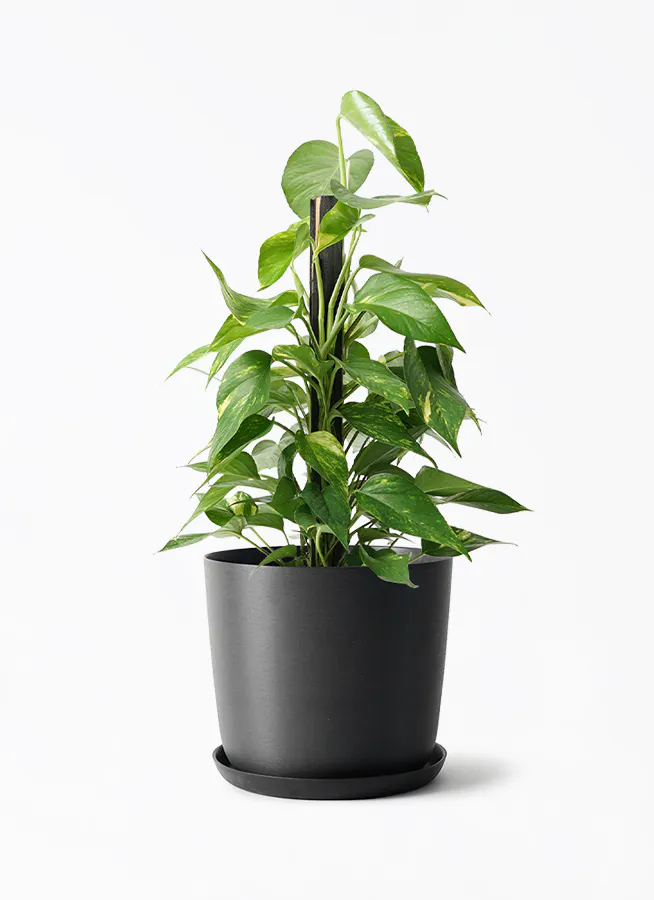 中型の観葉植物 | 通販専門店 HitoHana（ひとはな）