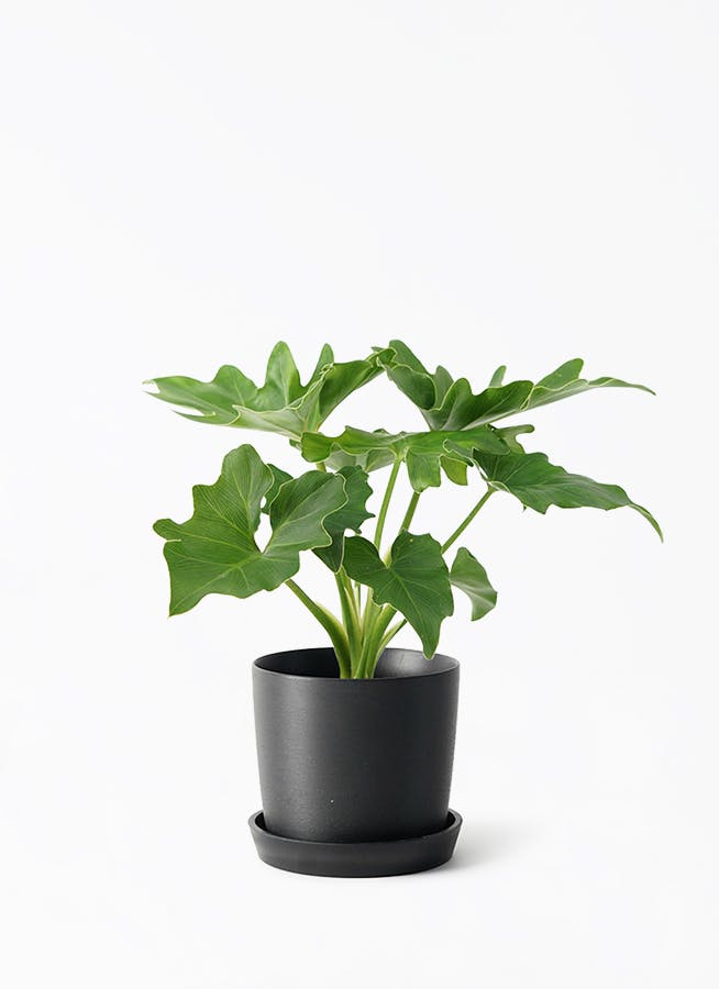 パキラ 観葉植物 本物 おしゃれ ぱきら 7号 大型 観葉 植物
