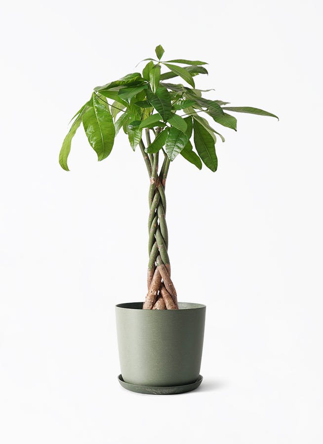 中型の観葉植物 | 通販専門店 HitoHana（ひとはな）
