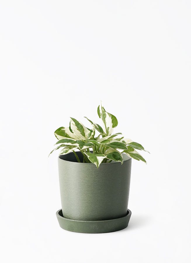 観葉植物 ポトス エンジョイ 3号 エンジョイ エステリ グリーン 付き