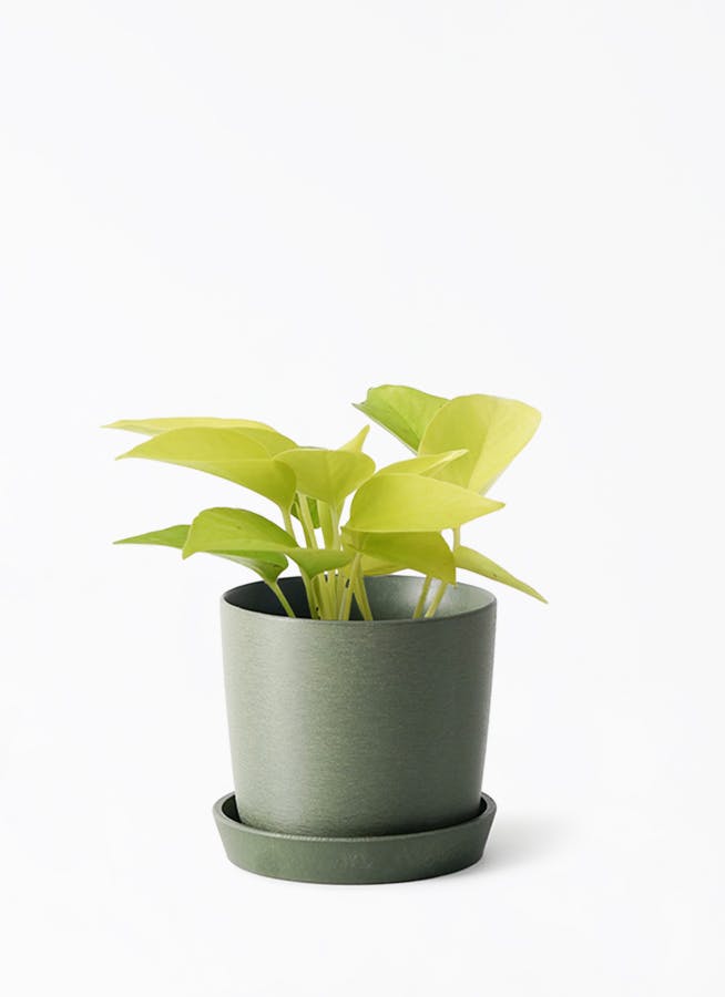 観葉植物 日本花キ流通 多肉植物 caコーデックス アデニウム オベスム