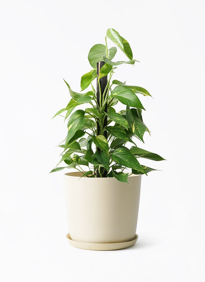 ポトス | 観葉植物の通販ならHitoHana（ひとはな）