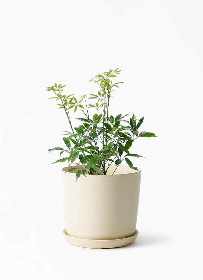 4号サイズの観葉植物 | 通販専門店 HitoHana（ひとはな）