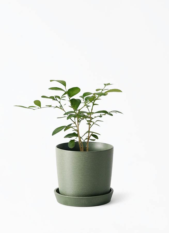 観葉植物 パキラ 3号 寄せ エステリ グリーン 付き | 観葉植物なら