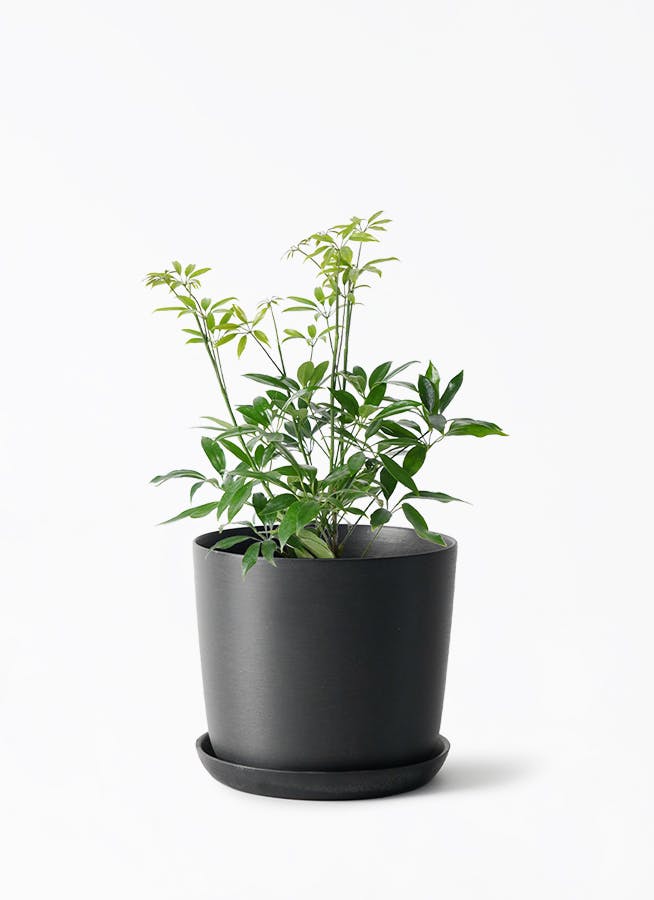 観葉植物 サンスベリア 4号 トリファッシアータ エステリ ブラック