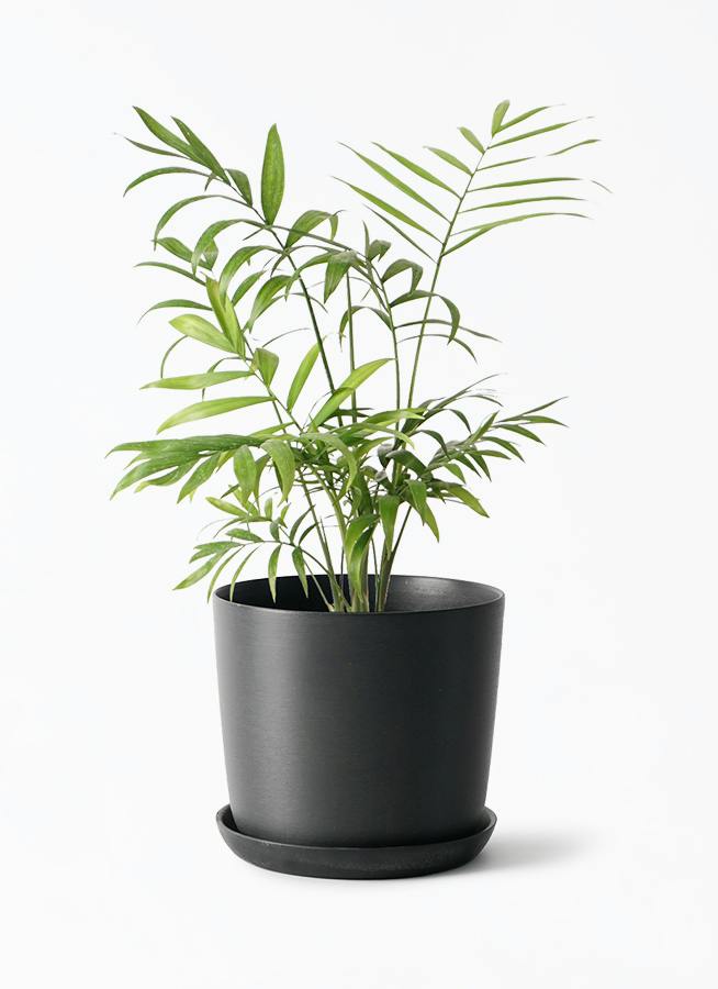 観葉植物 サンスベリア 4号 トリファッシアータ エステリ ブラック