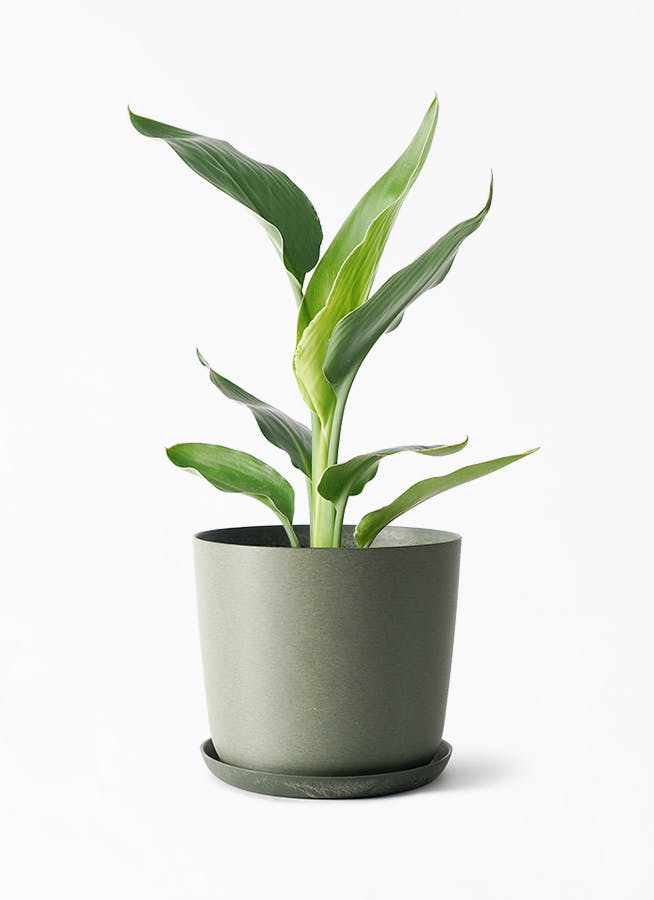 ストレリチア レギネ | 観葉植物の通販ならHitoHana（ひとはな）