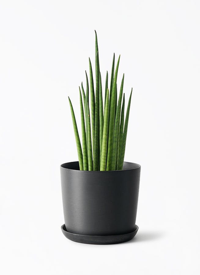 観葉植物 4 パキラ【小型 観葉植物 4号鉢／1個】｜ 【植物のITANSE】全品