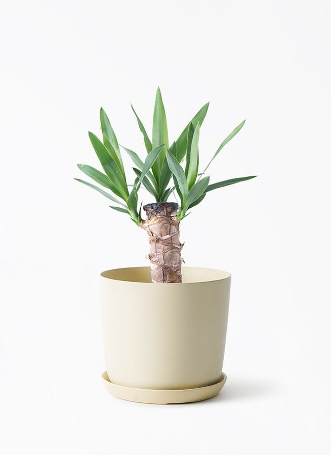 観葉植物 ドラセナ 幸福の木 10号 ノーマル 竹バスケット 付き