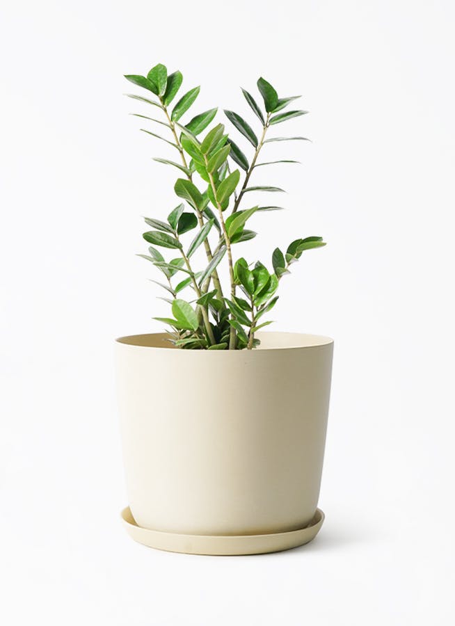 ザミオクルカス | 観葉植物の通販ならHitoHana（ひとはな）
