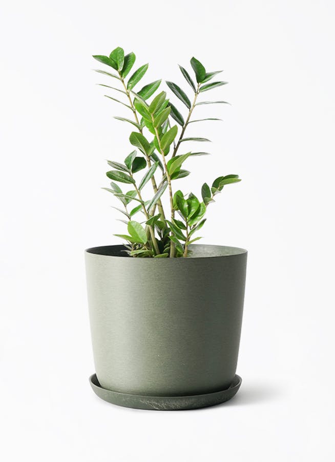 ザミオクルカス | 観葉植物の通販ならHitoHana（ひとはな）