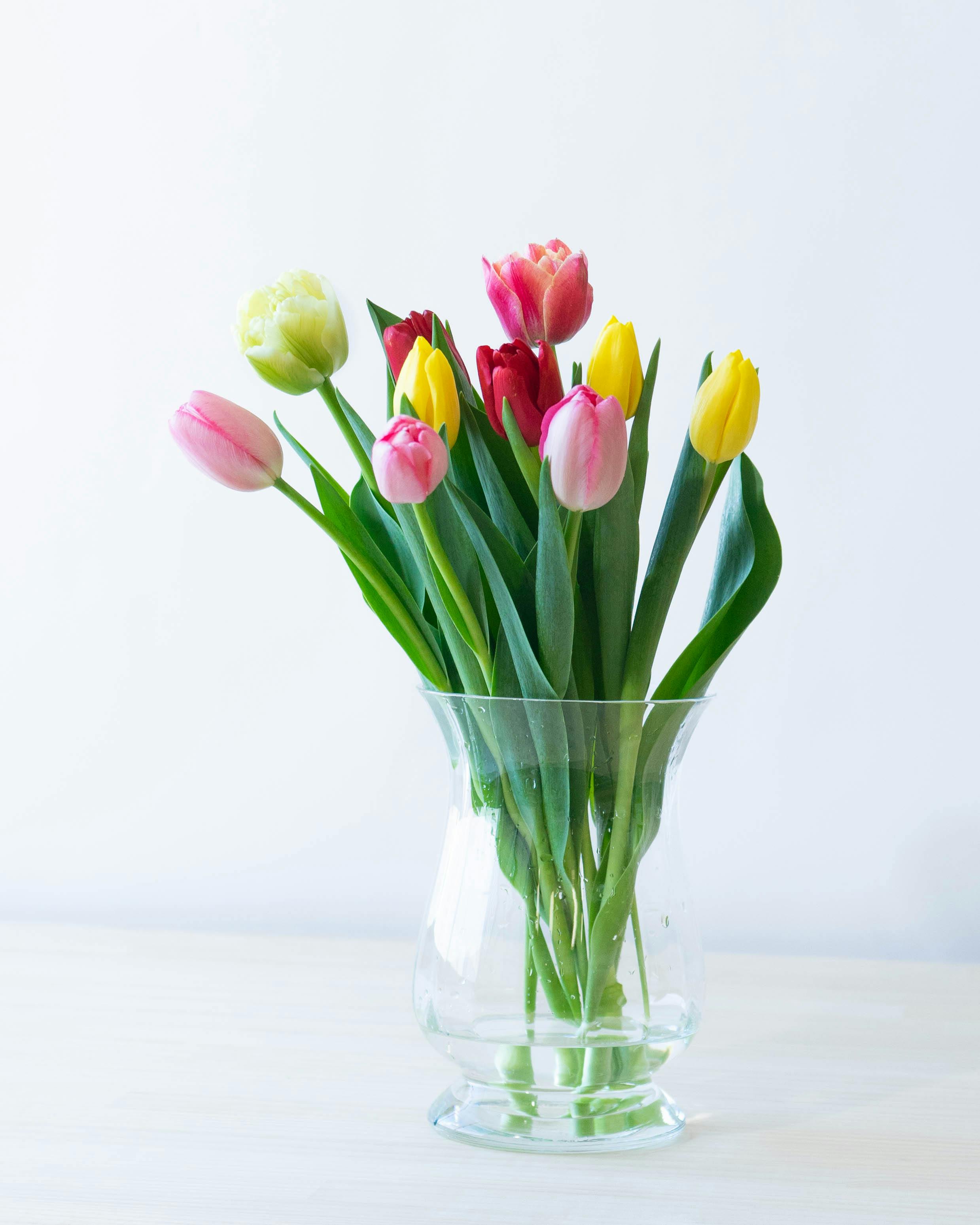 産地直送 チューリップ 1輪 花束 ミックス（50本入り）／富山 富山県