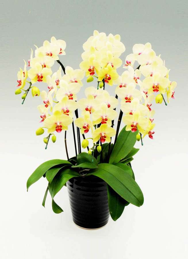 品質満点 造花 人工観葉植物 胡蝶蘭 造花 高級感のある胡蝶蘭は母の日にもピッタリ ビタミンカラーのイエローで元気を華やかなピンクも人気です Muryou Hassou 品質満点 造花 人工観葉植物 胡蝶蘭 造花 高級感のある胡蝶蘭は母の日にもピッタリ ビタミンカラーのイエローで元気を華やかなピンクも人気です Muryou Hassou