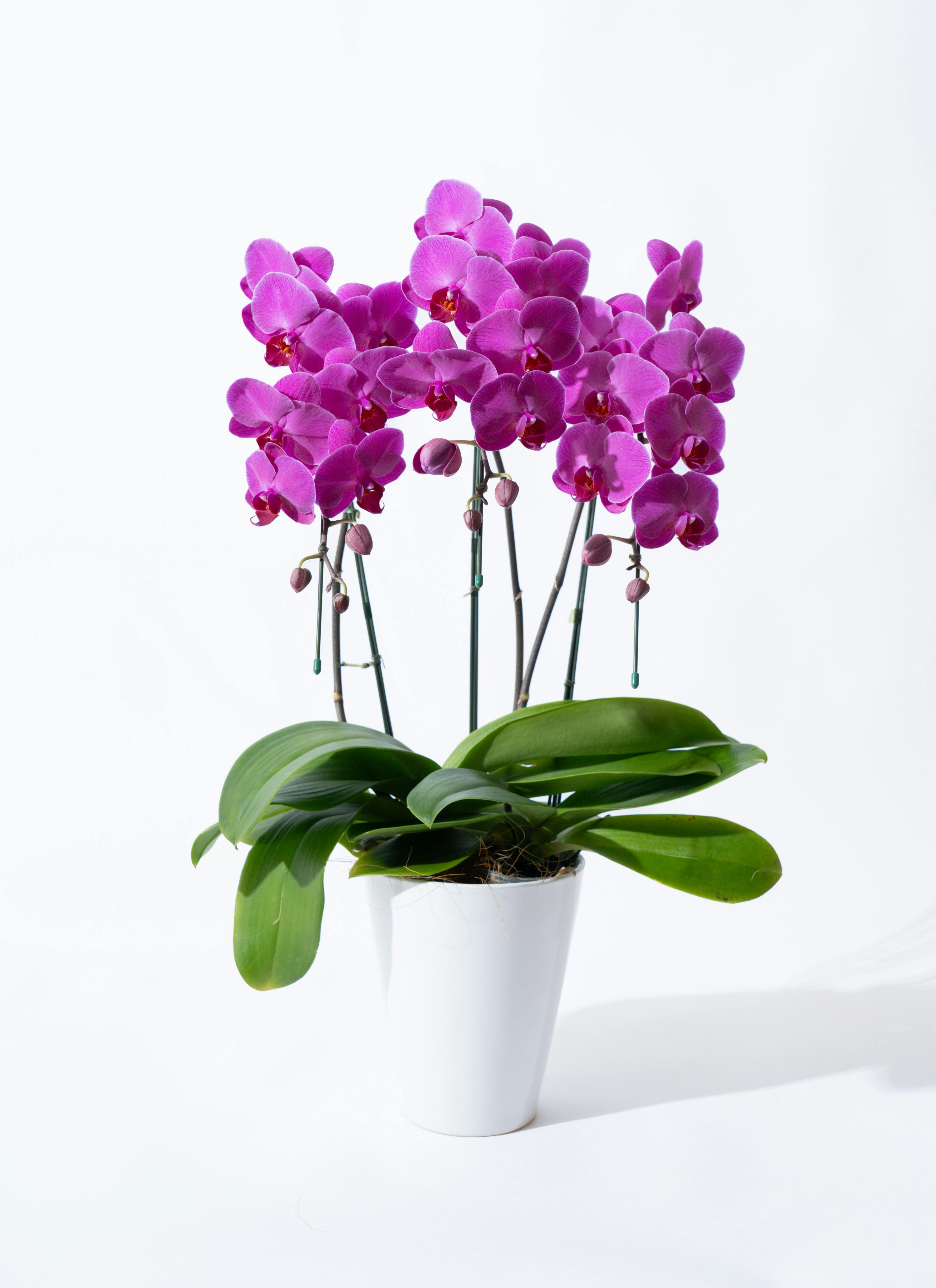 ＊macばあば＊　紫色胡蝶蘭の鉢植え　4.5号鉢　たんぽぽとあさがお鉢植え macばあば＊ 紫色胡蝶蘭の鉢植え 4.5号鉢 たんぽぽとあさがお