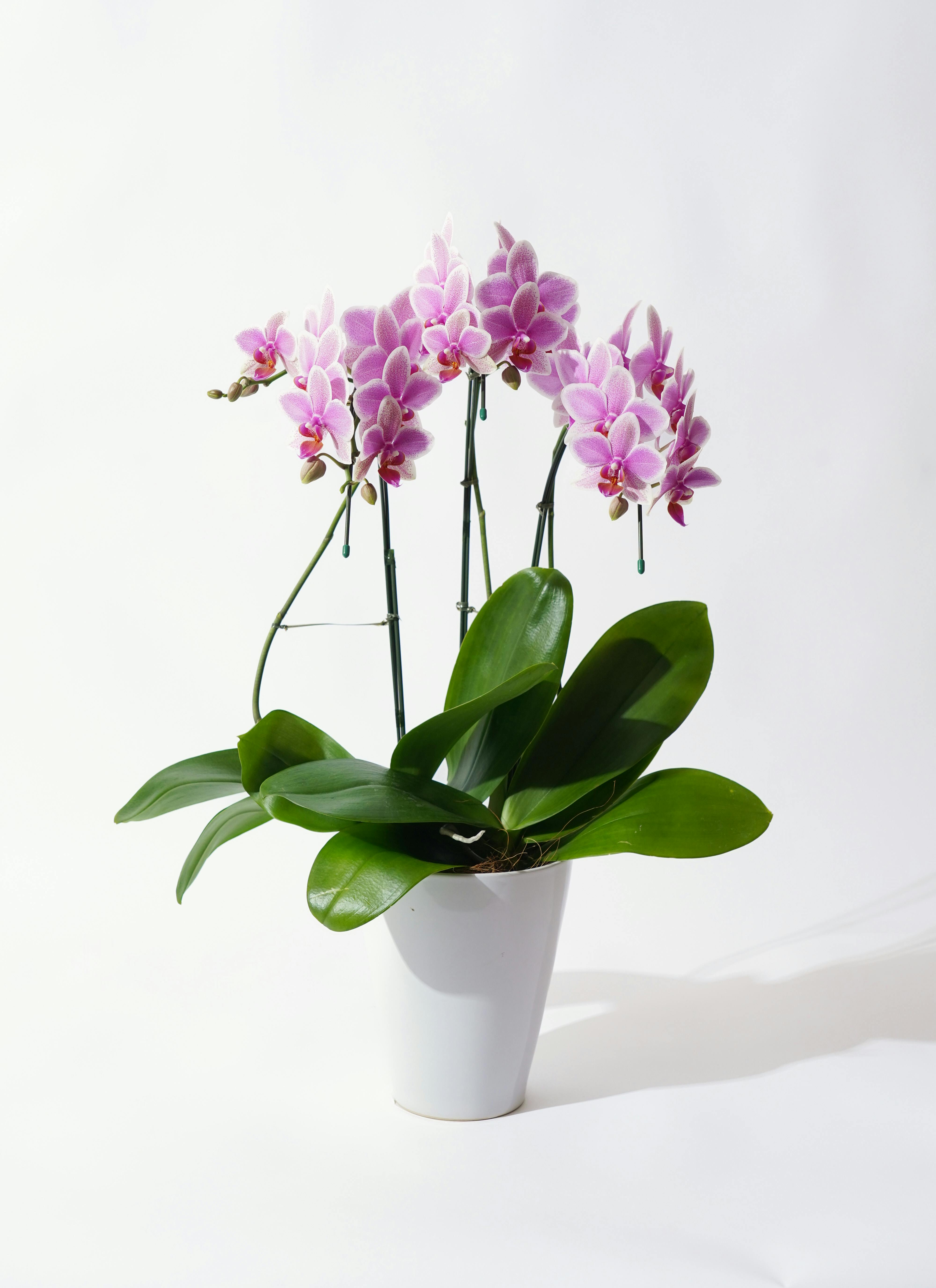 ミディ胡蝶蘭 ピンク ハワイアンマーメイド 3本立ち | 胡蝶蘭なら