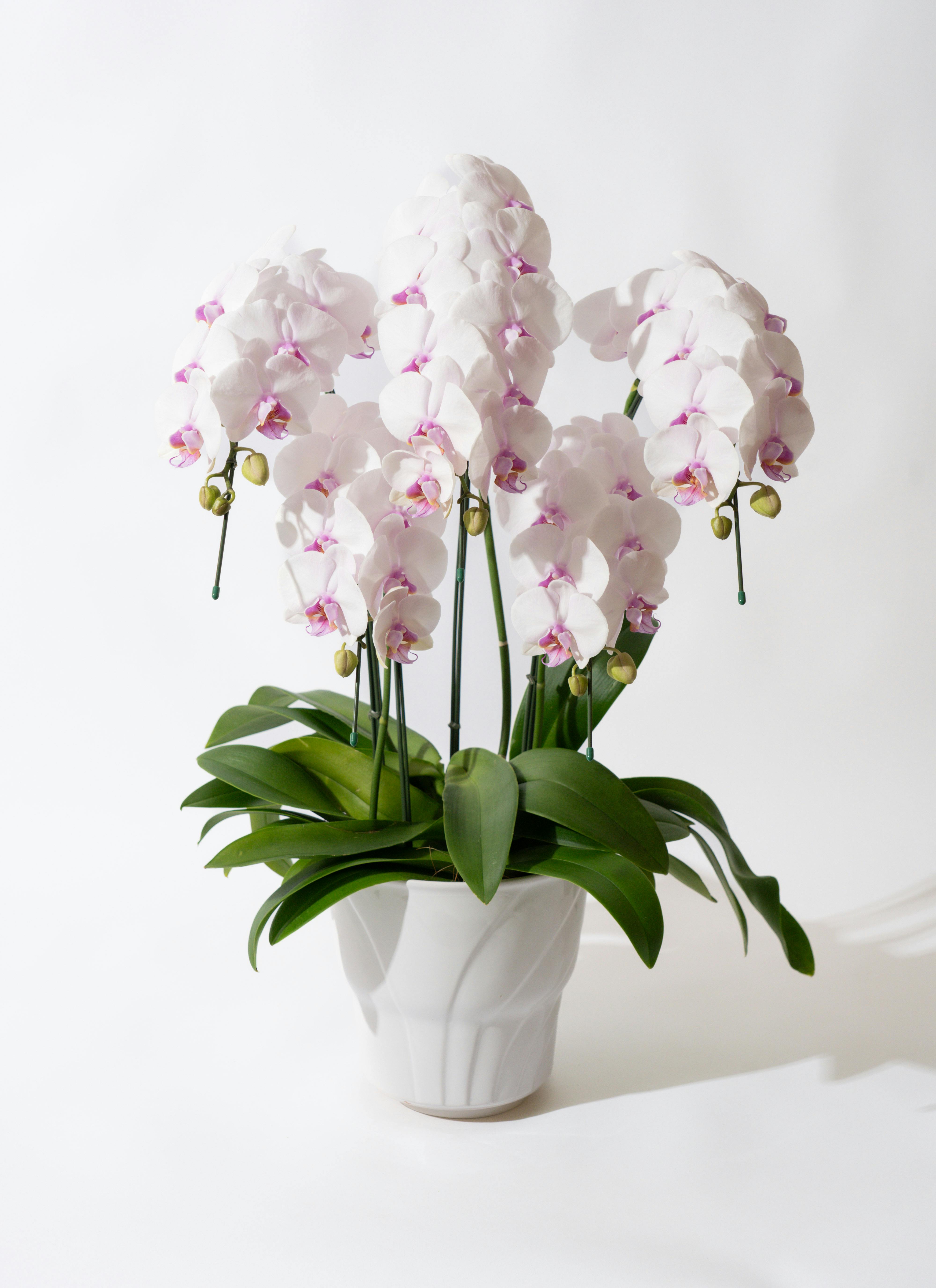 赤白色の胡蝶蘭の通販 | HitoHana（ひとはな）