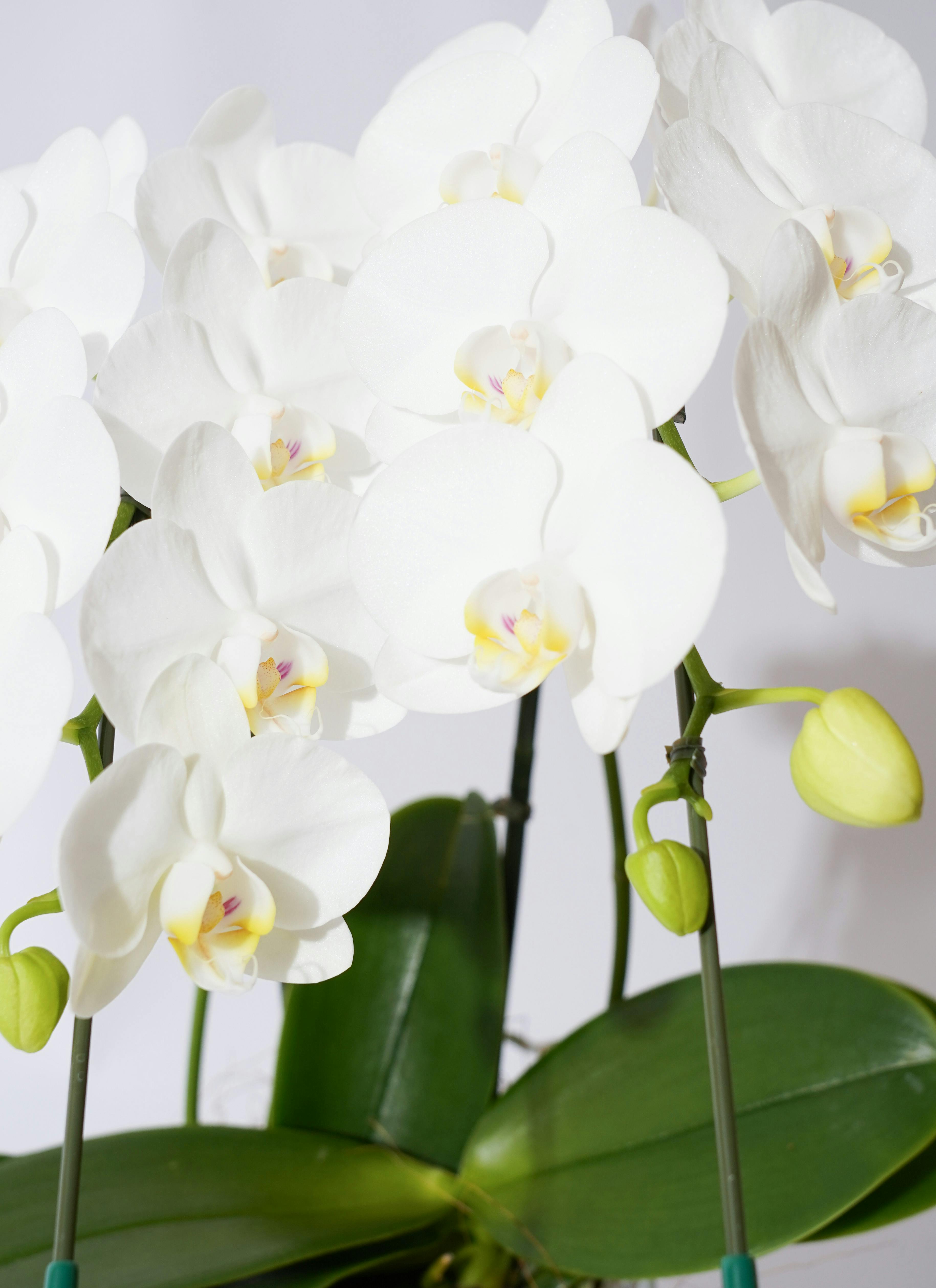 母の日ギフト 送料無料 ミニ胡蝶蘭1本立ち アマビリス7輪前後 つぼみ含む 凛鉢 黒色 5月1日から5月14日の間にお届け。お届け日の指定は出来ません 大輪胡蝶蘭　大輪3本立(40輪前後)選べる3色