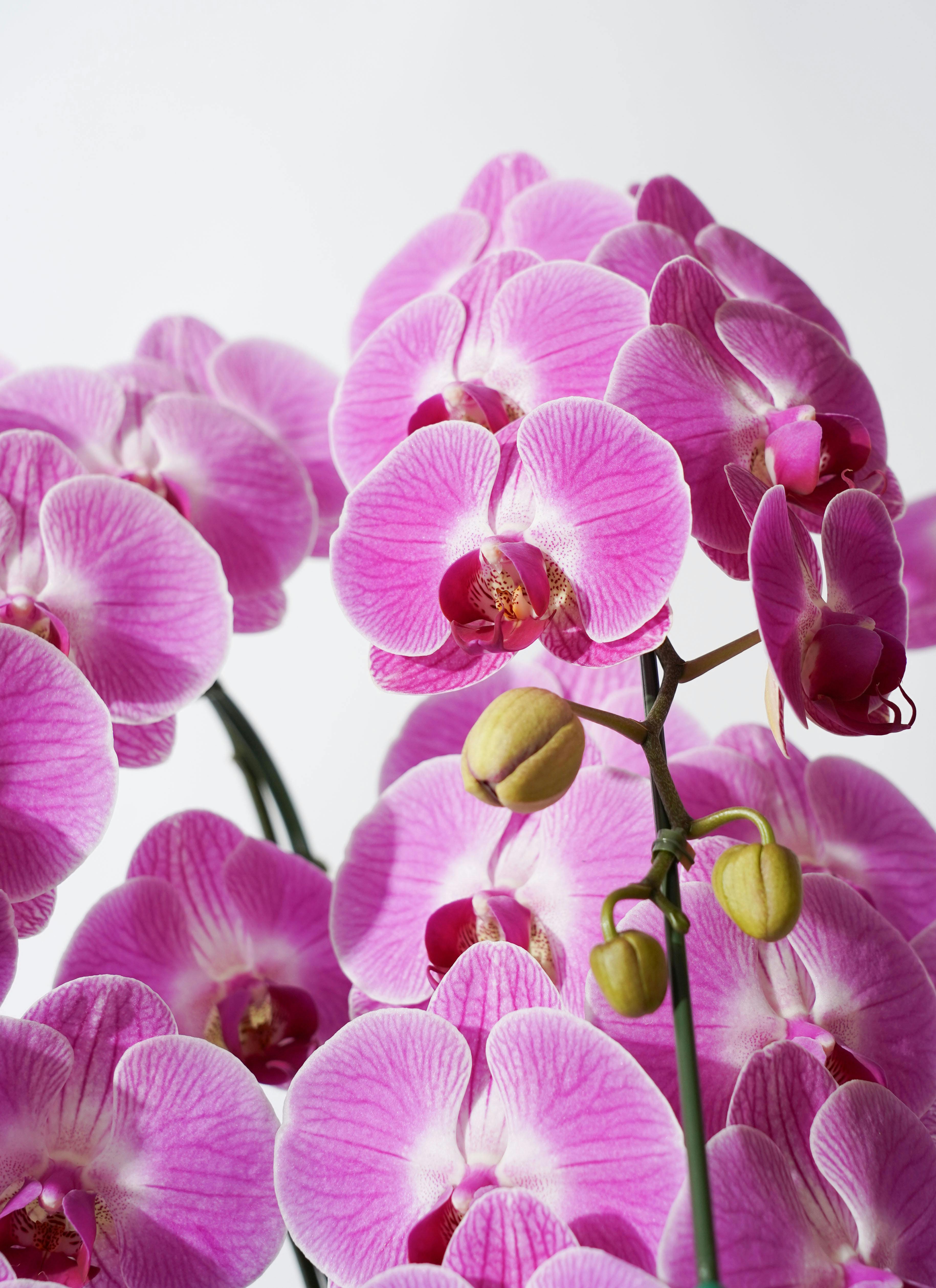 ミディ胡蝶蘭 ピンク キャンディ プリンセス 6本立ち | 胡蝶蘭なら