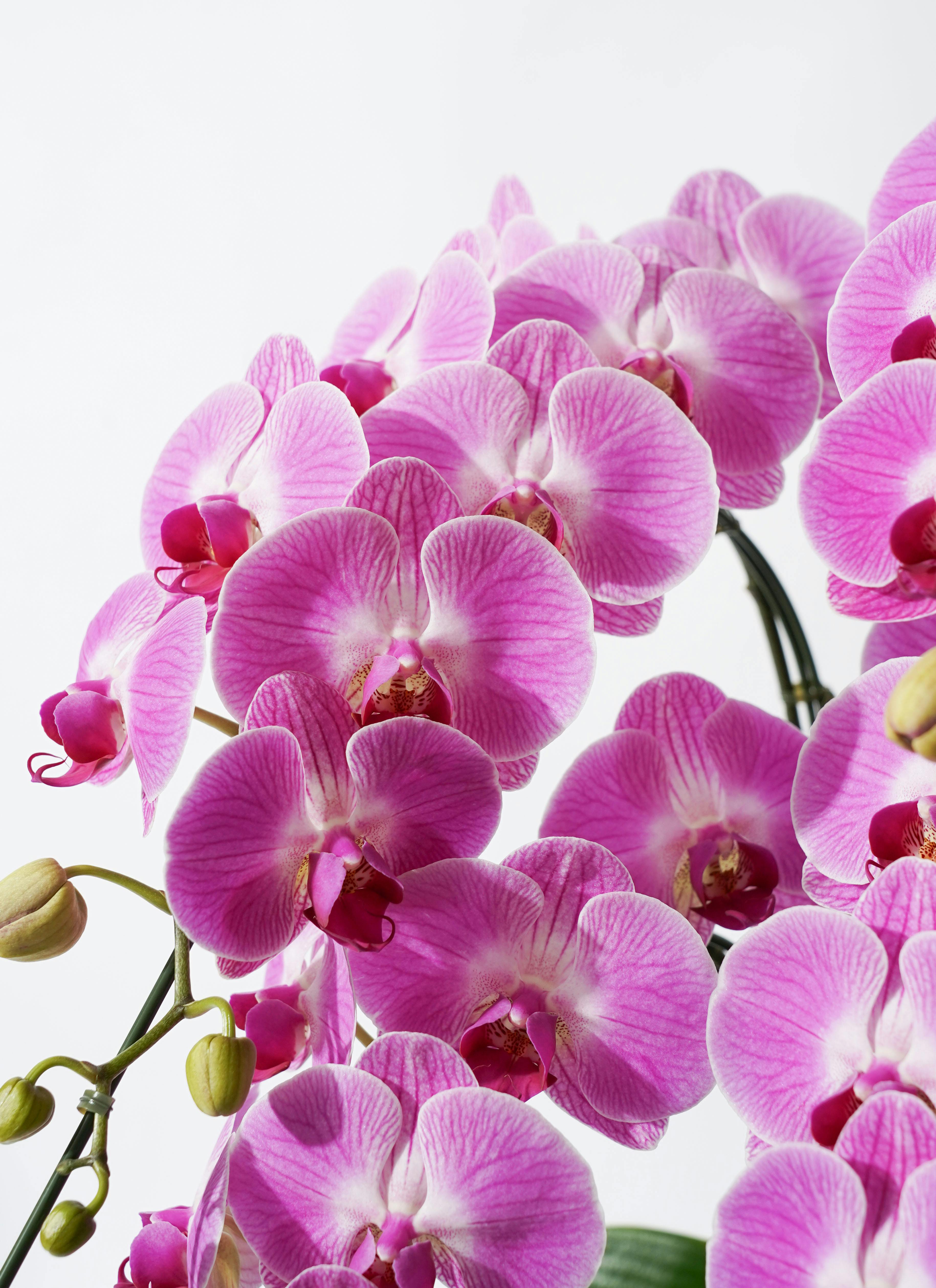 ミディ胡蝶蘭 ピンク キャンディ プリンセス 6本立ち | 胡蝶蘭なら