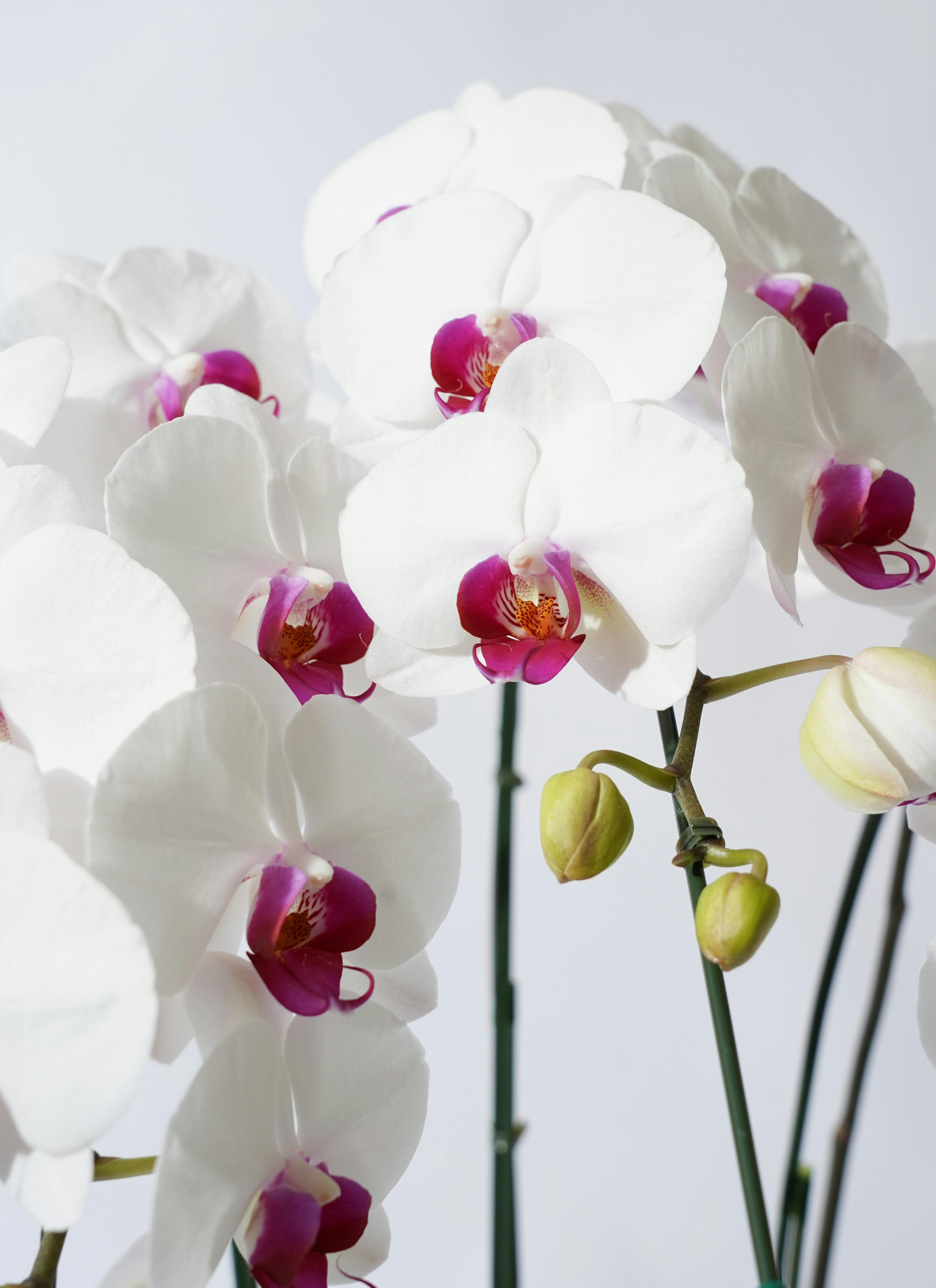 胡蝶蘭中大輪 赤リップ クールビューティー 3本立ち | 胡蝶蘭なら