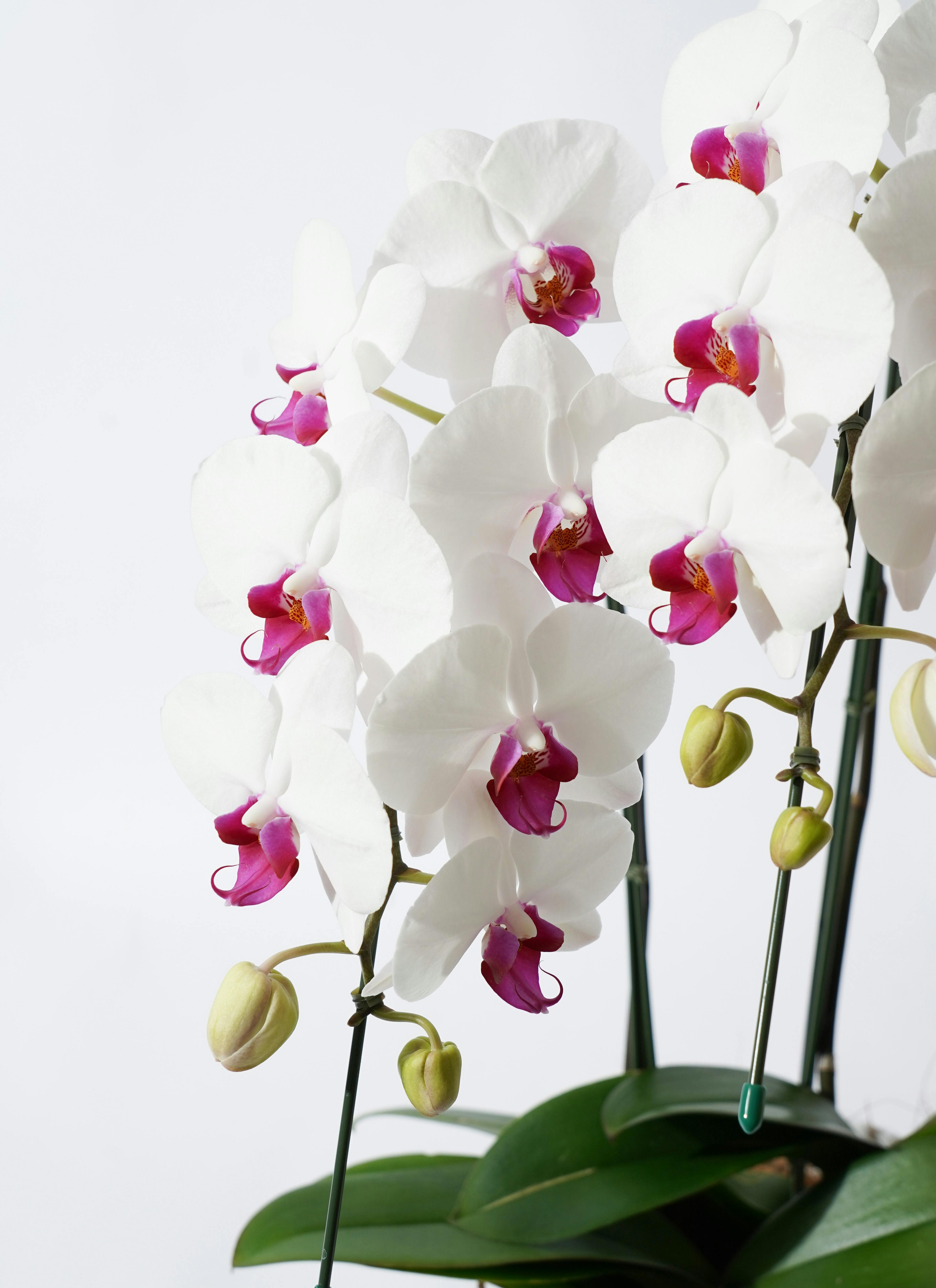 としちゃん専用 白い胡蝶蘭 赤い鉢 リボン付き 110センチ 宮崎県宮崎市