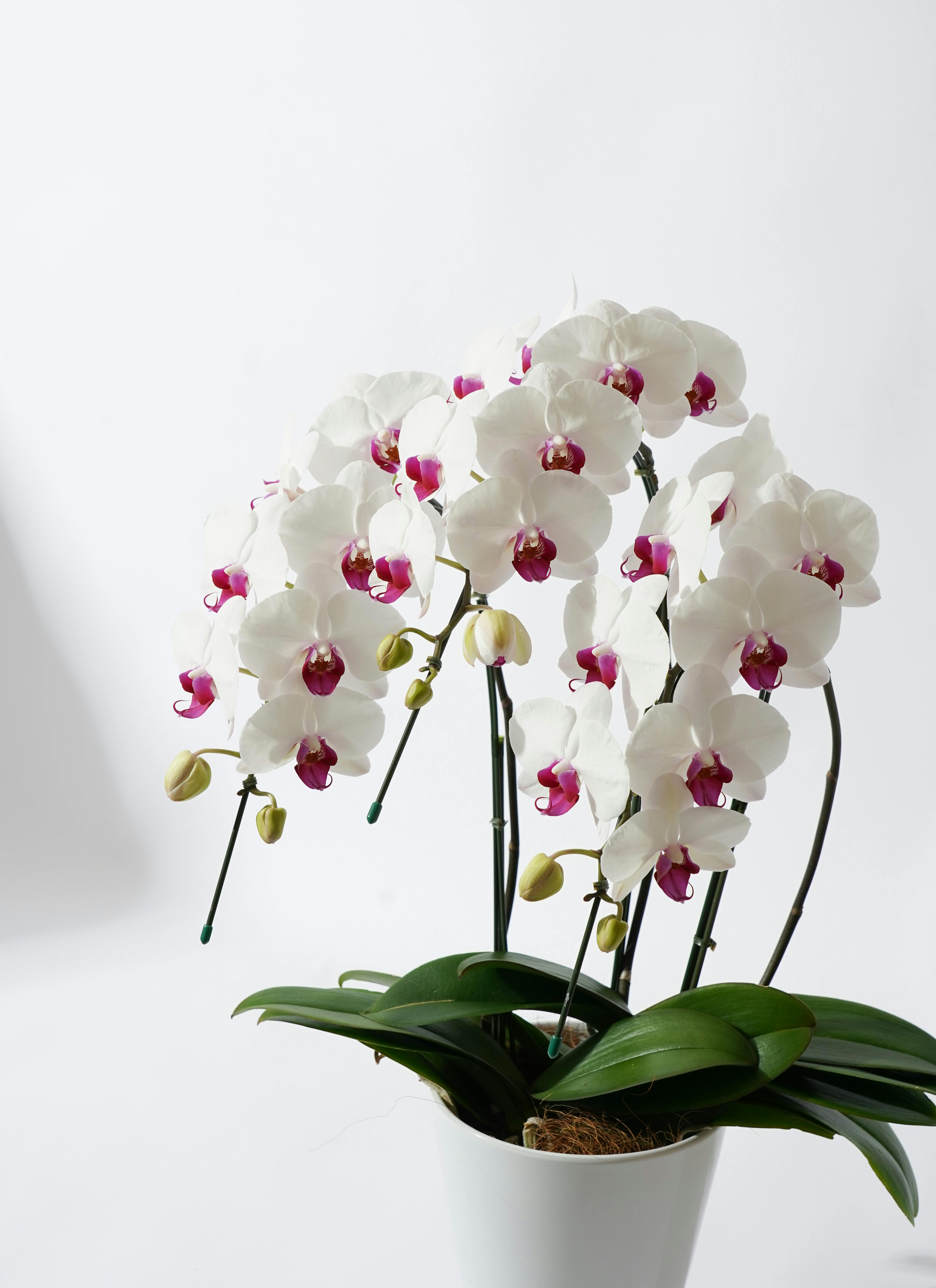 胡蝶蘭中大輪 赤リップ クールビューティー 3本立ち | 胡蝶蘭なら