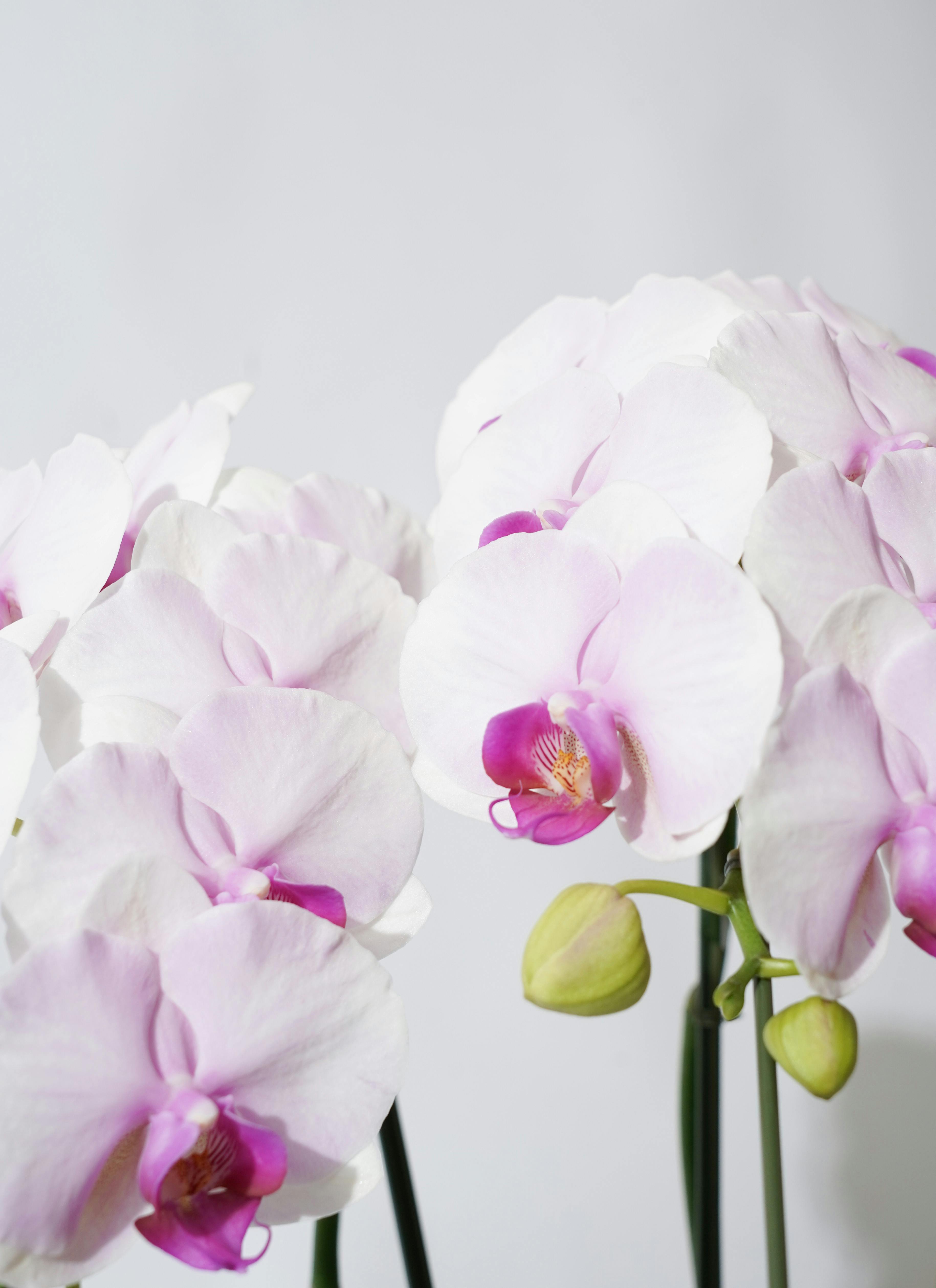 胡蝶蘭中大輪 ピンク ドリームキャンディ 3本立ち | 胡蝶蘭なら