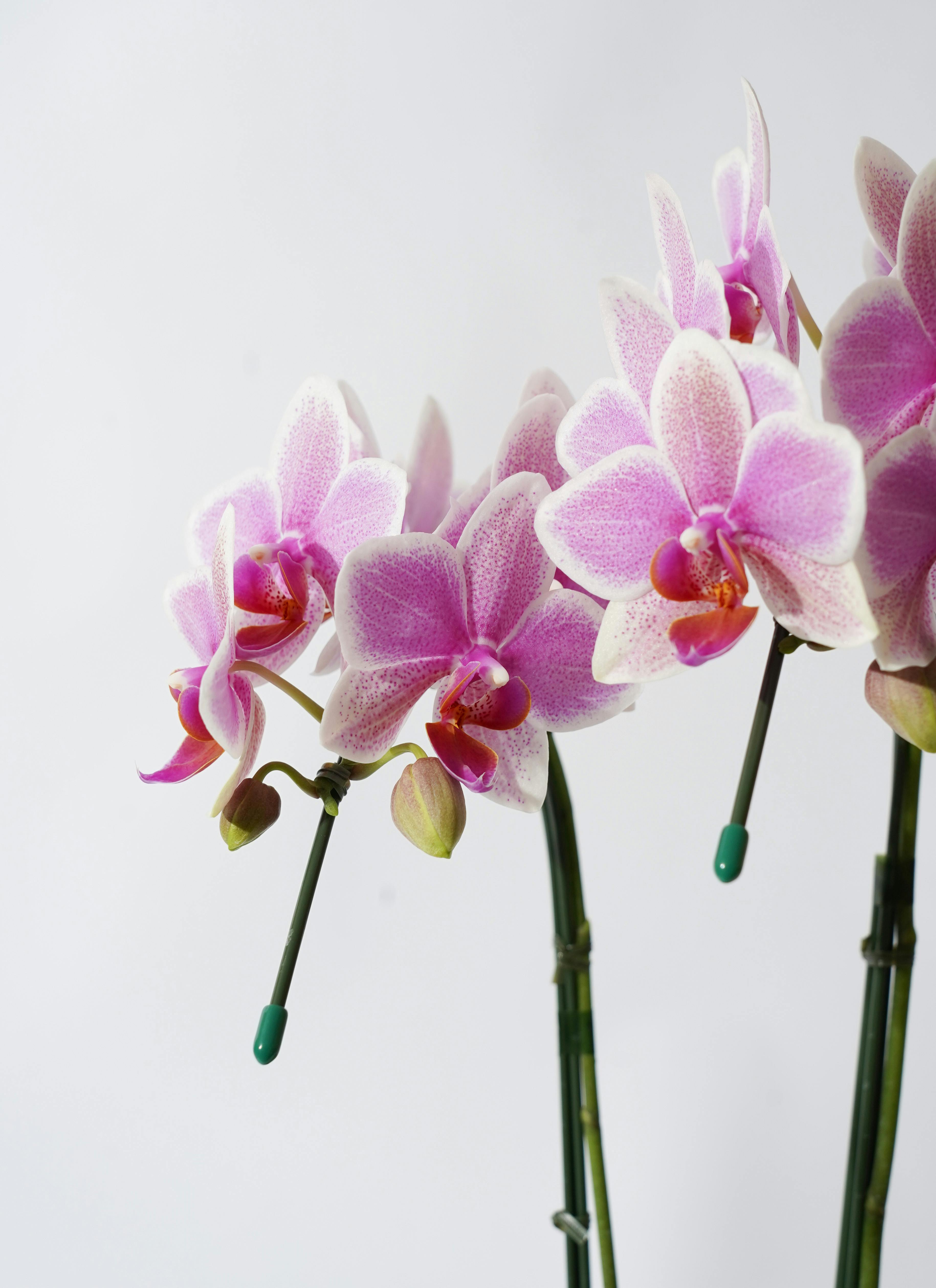 アンティーク カクテルナプキン マディラ/マーガブ刺繍 葉と花のショートクロス ミディ胡蝶蘭 ハワイアンマーメイド 2本立ち サンクスポット | 胡蝶蘭